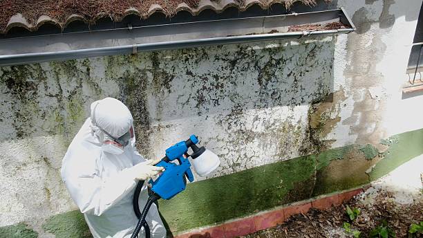 Top rated local Commercial Mold Remediation specialists in Mount Wolf, PA